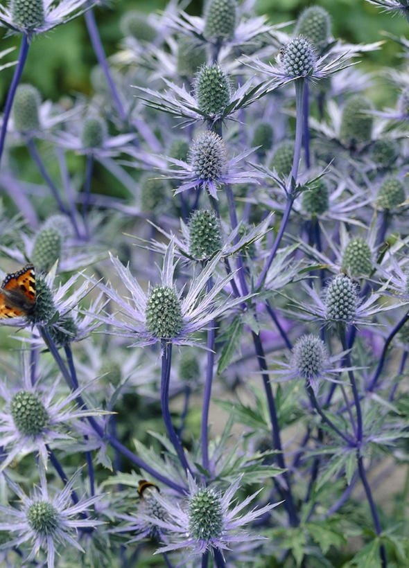 Sea Holly Perennial