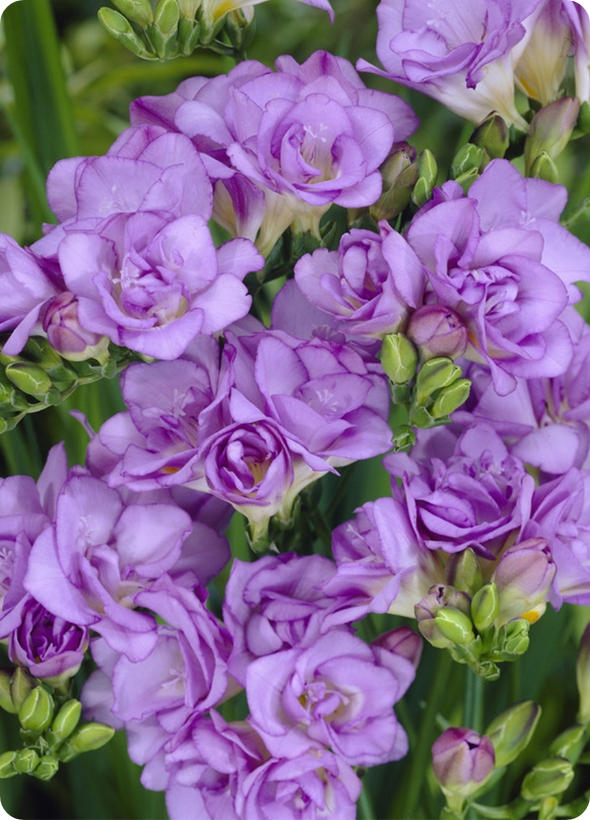 Purple Freesias