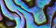 Abalone
