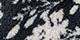 Black Floral