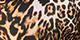 Brown Leopard