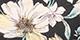 Iris Blooms