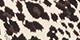 Neutral Leopard