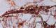 Rose Marble