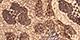 Tan Leopard
