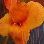 image 7 of 8