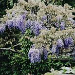 image 2 of 6