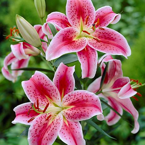 lily Van Zyverden Lilies Oriental Stargazer - 6 Bulbs - 23359911