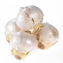 Allium Schubertii Set of 3 Bulbs