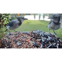 "As Is" Improvements Solar Powered Smart Birdfeeder With Camera