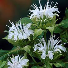Bee Balm Ice Out Set of 5 Roots