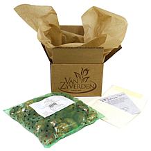 Black Coral Elephant Ears - 1 Bulb