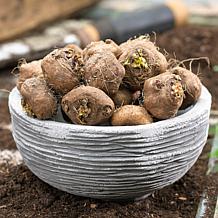 Blazing Star Liatris Spicata Set of 25 Bulbs