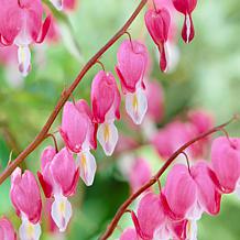 Bleeding Hearts Set of 5 Roots