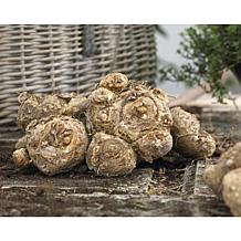 Callas Sunshine Set of 5 Bulbs