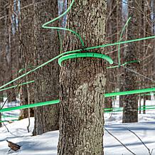 Cary & Main Vermont Estate Maple Syrup 2-pack