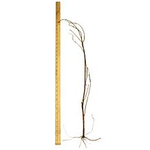 Crape Myrtle Pink Set of 1 Root Stock