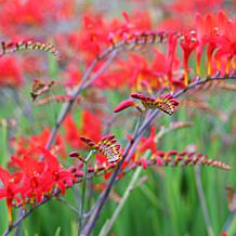 Crocosmia Giant Lucifer - 12 Mammoth Bulbs
