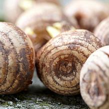 Crocus Orange Monarch Set of 25 Bulbs