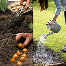 Daffodils Gardening with Children Mixture Set of 25 Bulbs