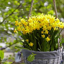 Daffodils Tete A Tete for Containers Set of 25 Bulbs