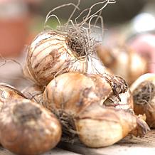 Daffodils Thalia Set of 12 Bulbs