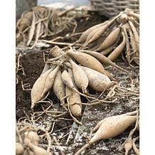 Dahlias Thomas Edison Set of 5 Bulbs