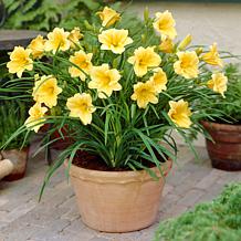 Daylilies ReBlooming Stella de' Oro Set of 5 Roots