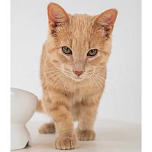 DexyPaws Elevated Ceramic Cat Bowl - White 7oz