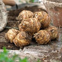 Eucomis BiColor Set of 5 Bulbs