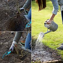 Forsythia Lynwood Gold Set of 1 Root Stock