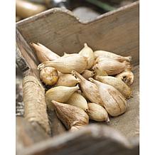 Freesias Double Blooming Yellow - 25 Bulbs