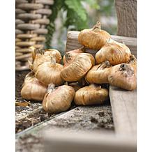 Gladiolus Large Flowering Mon Amour Set of 12 Bulbs