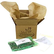 Grand Freesia and Ranunculus Blend Set of 25 Bulbs
