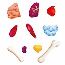 Hape Human Body Puzzle - Anatomy Jigsaw, 60 Oversized Pieces