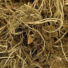 Heuchera Mixed Roots 5-Pack