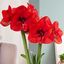 Holiday Bloom Amaryllis Kit