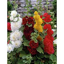Hollyhocks Mixed Set of 5 Roots