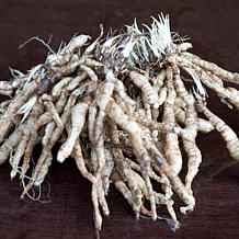 Hosta Fire and Ice Set of 3 Roots