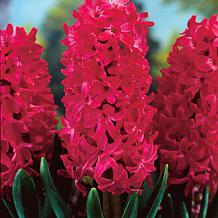 Hyacinths Jan Bos Set of 10 Bulbs
