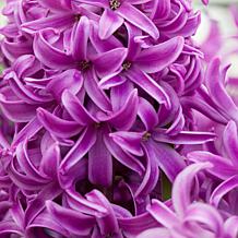 Hyacinths Purple Sensation Set of 10 Bulbs