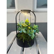 Improvements Solar Plant Lantern