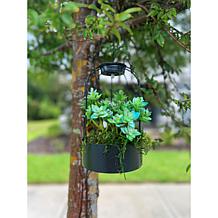 Improvements Solar Plant Lantern