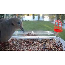 Improvements Solar Powered Smart Birdfeeder With Camera