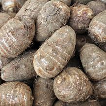Jumbo Elephant Ears Set of 6 Bulbs