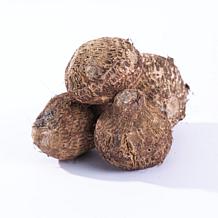 Kona Coffee Elephant Ears - 1 Bulb