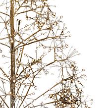 Kurt Adler 4' Pre-Lit Warm White LED Silhouette Fairy Tree