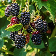 Leaf & Petal 1-Piece Everbearing Blackberry