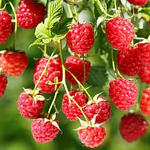 Leaf & Petal 1-Piece Everbearing Red Raspberry