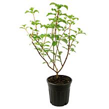 Leaf & Petal 1-Piece Strawberry Sundae Hydrangea